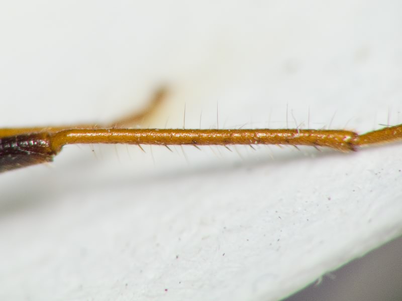 Eremocoris fenestratus (Herrich-Schäffer, 1839)